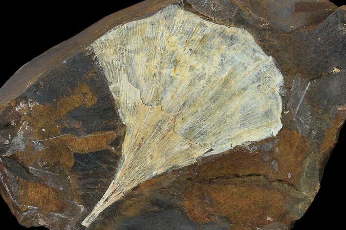 Fossil Ginkgo Leaf From North Dakota - Paleocene #132545